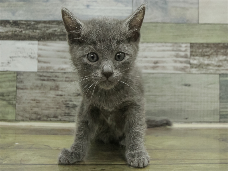 愛知県のロシアンブルー (ワンラブ名古屋守山インター総本店/2025年10月19日生まれ/男の子/ブルー)の子猫の3枚目の画像