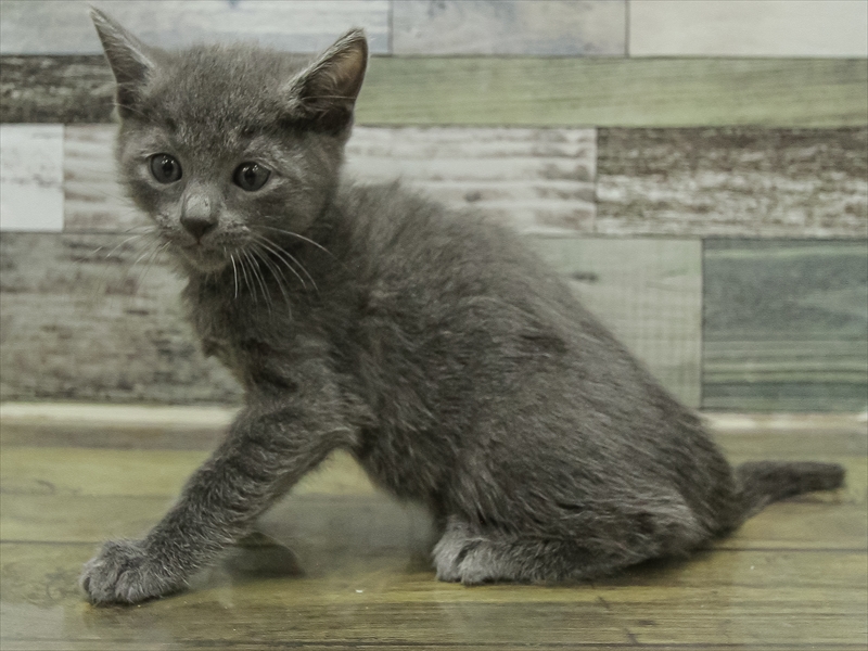 愛知県のロシアンブルー (ワンラブ名古屋守山インター総本店/2025年10月19日生まれ/男の子/ブルー)の子猫の2枚目の画像