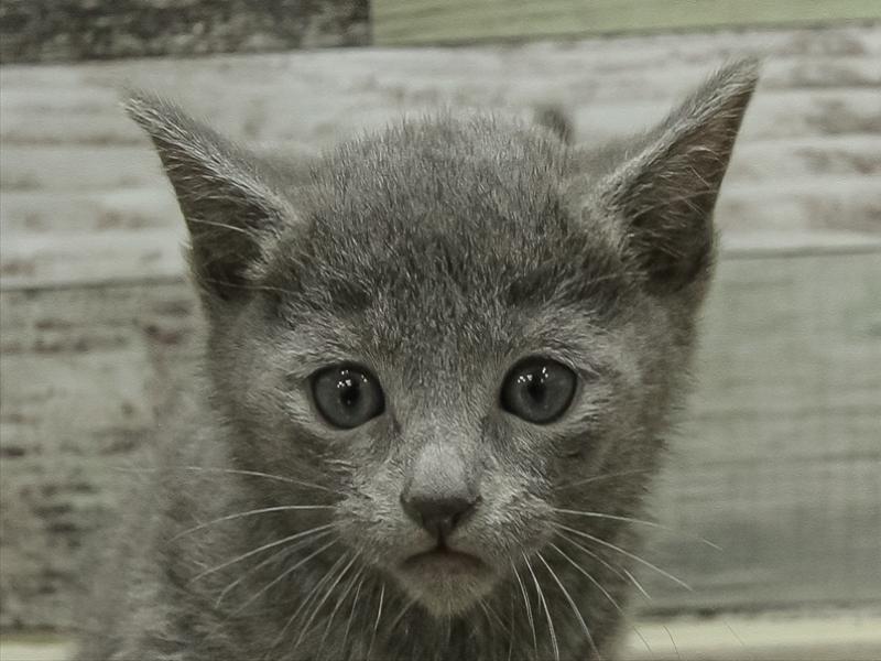 愛知県のロシアンブルー (ワンラブ名古屋守山インター総本店/2025年10月19日生まれ/男の子/ブルー)の子猫の1枚目の画像