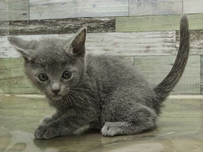 愛知県のロシアンブルー (ワンラブ名古屋守山インター総本店/2025年10月19日生まれ/男の子/ブルー)の子猫の2枚目の画像