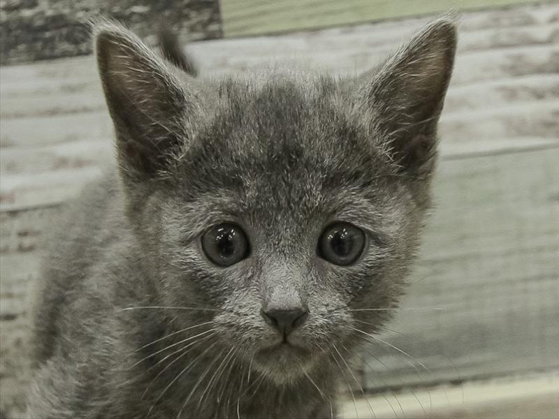 愛知県のロシアンブルー (ワンラブ名古屋守山インター総本店/2025年10月19日生まれ/男の子/ブルー)の子猫の1枚目の画像