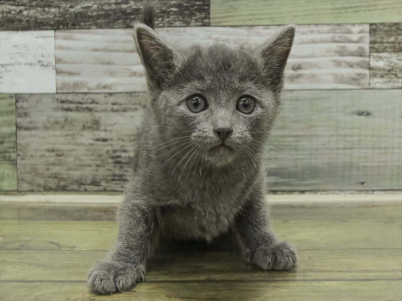 愛知県のロシアンブルー (ワンラブ名古屋守山インター総本店/2025年10月19日生まれ/男の子/ブルー)の子猫の3枚目の画像