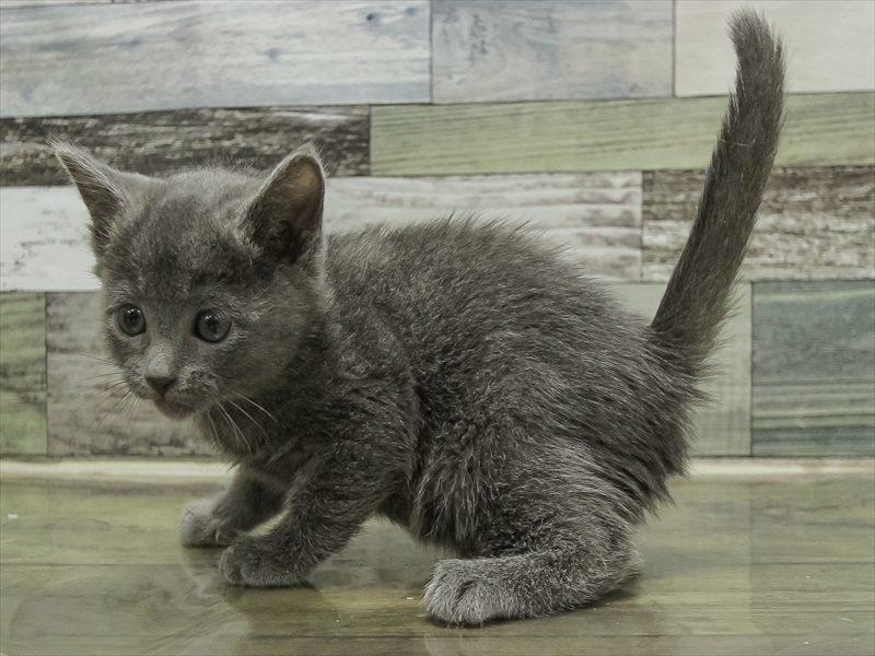 愛知県のロシアンブルー (ワンラブ名古屋守山インター総本店/2025年10月19日生まれ/男の子/ブルー)の子猫の2枚目の画像