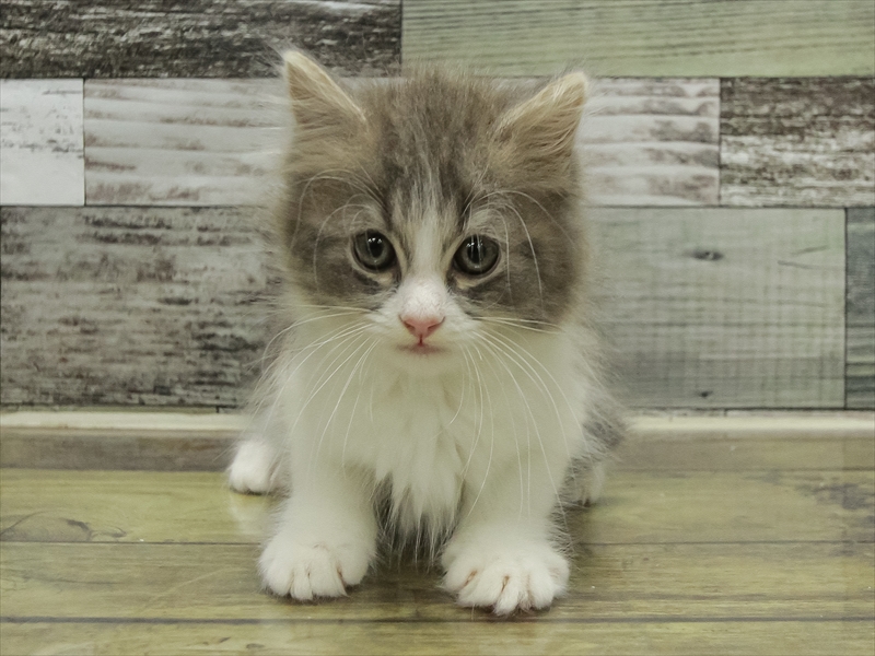 愛知県のサイベリアン (ワンラブ名古屋守山インター総本店/2025年10月18日生まれ/男の子/ブルータビーホワイト)の子猫の3枚目の画像