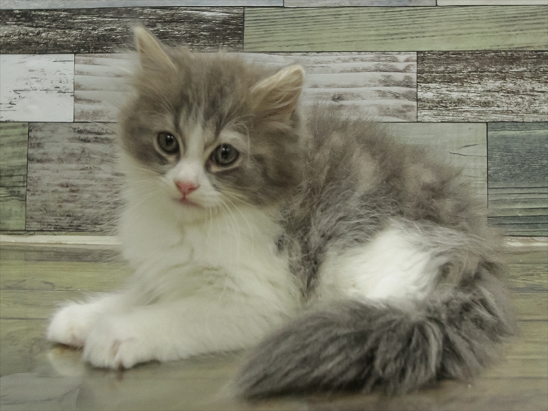 愛知県のサイベリアン (ワンラブ名古屋守山インター総本店/2025年10月18日生まれ/男の子/ブルータビーホワイト)の子猫の2枚目の画像