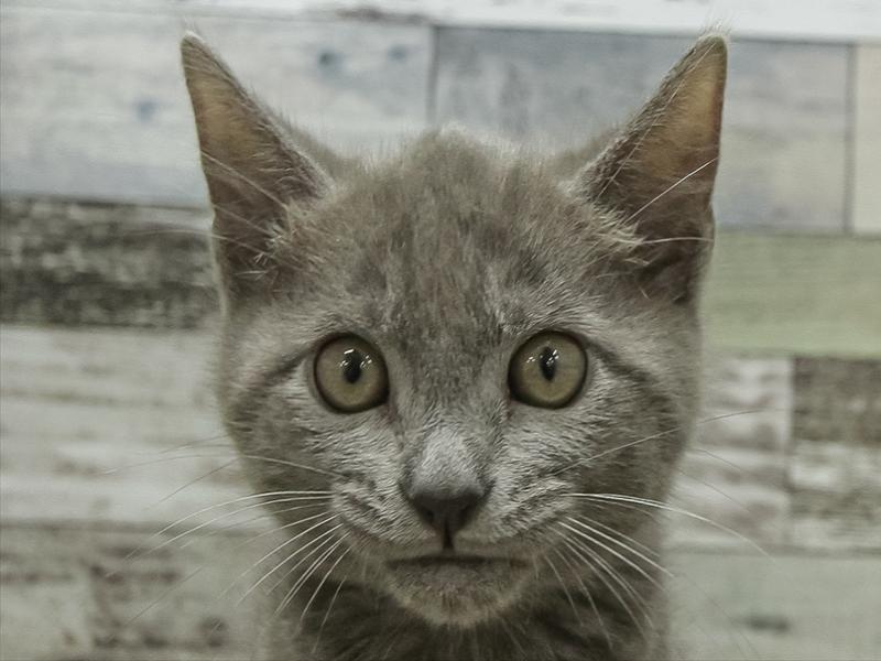 愛知県のマンチカン (ワンラブ名古屋守山インター総本店/2025年10月14日生まれ/男の子/ブルータビー)の子猫の1枚目の画像