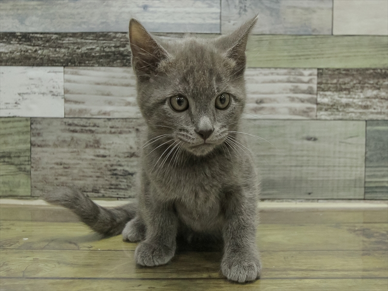 愛知県のマンチカン (ワンラブ名古屋守山インター総本店/2025年10月14日生まれ/男の子/ブルータビー)の子猫の3枚目の画像