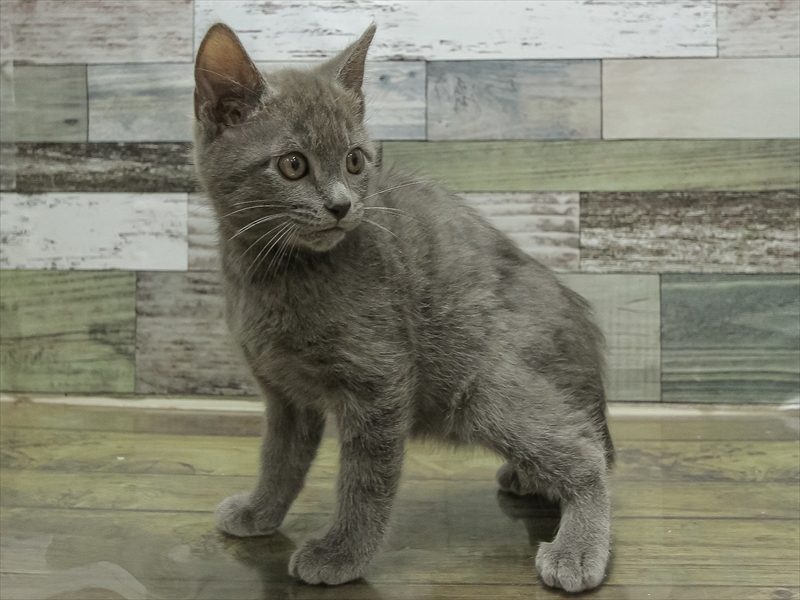 愛知県のマンチカン (ワンラブ名古屋守山インター総本店/2025年10月14日生まれ/男の子/ブルータビー)の子猫の2枚目の画像