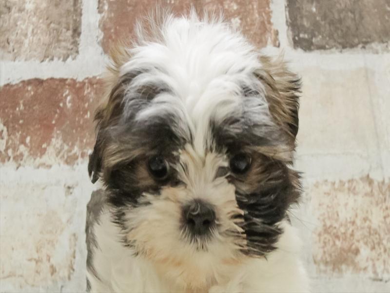 愛知県のシーズー (ワンラブ名古屋守山インター総本店/2025年10月14日生まれ/男の子/ホワイトゴールド)の子犬の1枚目の画像