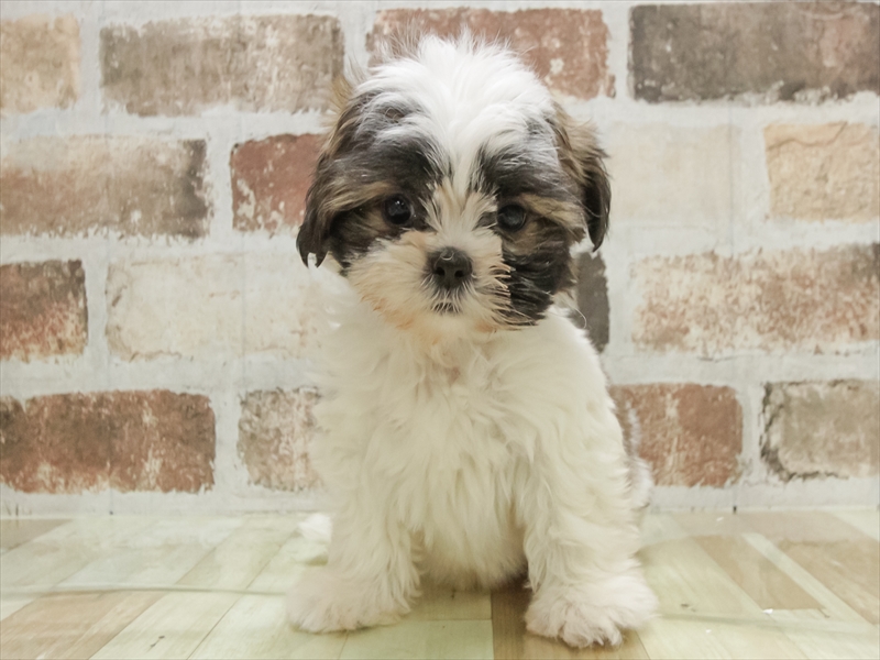 愛知県のシーズー (ワンラブ名古屋守山インター総本店/2025年10月14日生まれ/男の子/ホワイトゴールド)の子犬の3枚目の画像