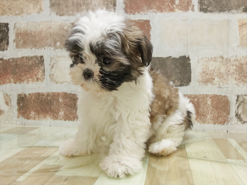 愛知県のシーズー (ワンラブ名古屋守山インター総本店/2025年10月14日生まれ/男の子/ホワイトゴールド)の子犬の2枚目の画像