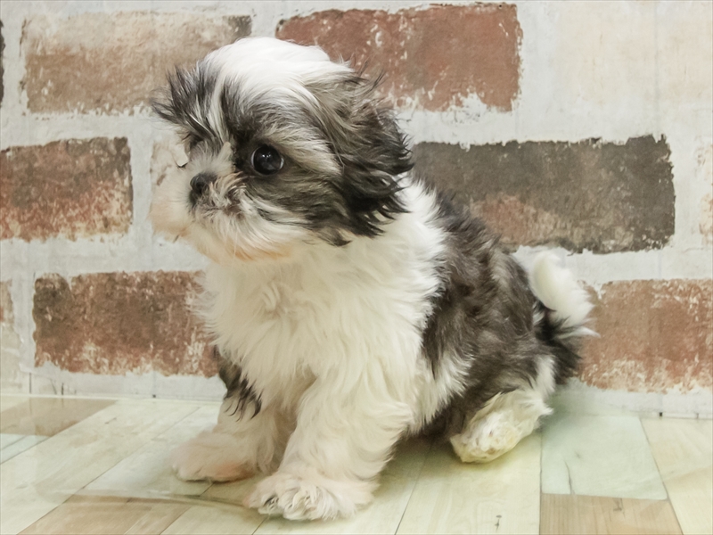 愛知県のシーズー (ワンラブ名古屋守山インター総本店/2025年10月14日生まれ/男の子/ホワイトゴールド)の子犬の2枚目の画像