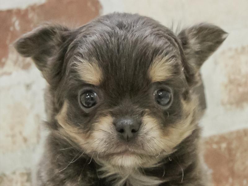 愛知県のチワワ(ロング) (ワンラブ名古屋守山インター総本店/2025年10月18日生まれ/女の子/ブルータンホワイト)の子犬の1枚目の画像