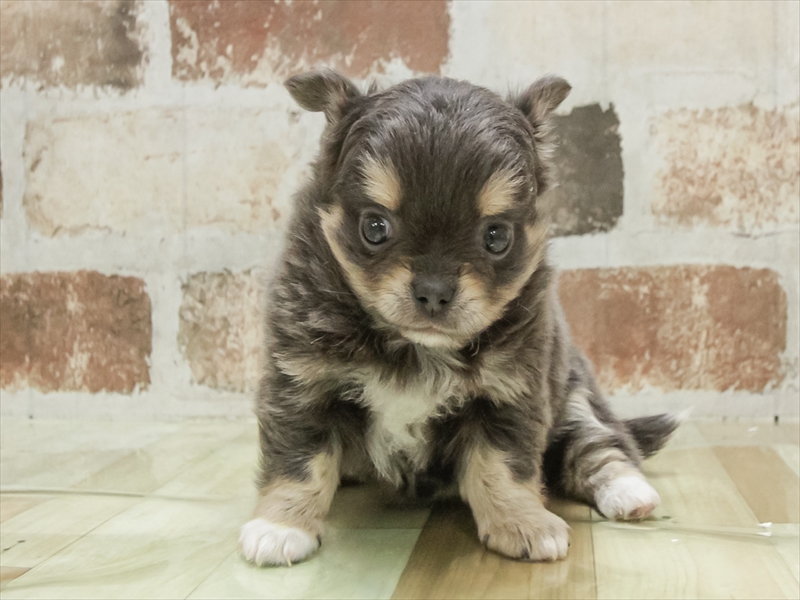愛知県のチワワ(ロング) (ワンラブ名古屋守山インター総本店/2025年10月18日生まれ/女の子/ブルータンホワイト)の子犬の3枚目の画像