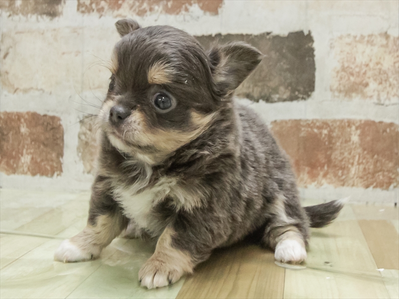 愛知県のチワワ(ロング) (ワンラブ名古屋守山インター総本店/2025年10月18日生まれ/女の子/ブルータンホワイト)の子犬の2枚目の画像