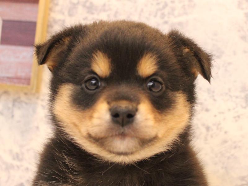 熊本県のチワ柴/柴チワ/チワシバ(チワワ×柴) (ワンラブゆめタウン光の森店/2025年10月19日生まれ/男の子/ブラックタン)の子犬