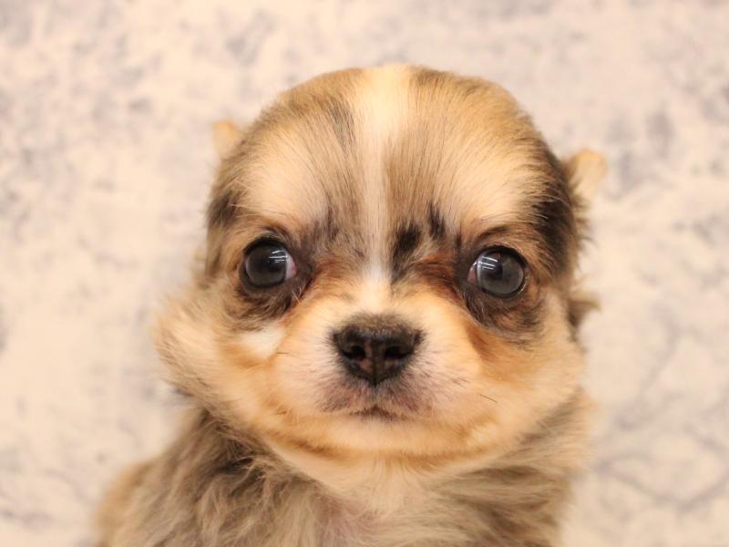 福岡県のチワワ(ロング) (ワンラブ福岡総本店/2025年10月19日生まれ/男の子/ブルーマール)の子犬の1枚目の画像