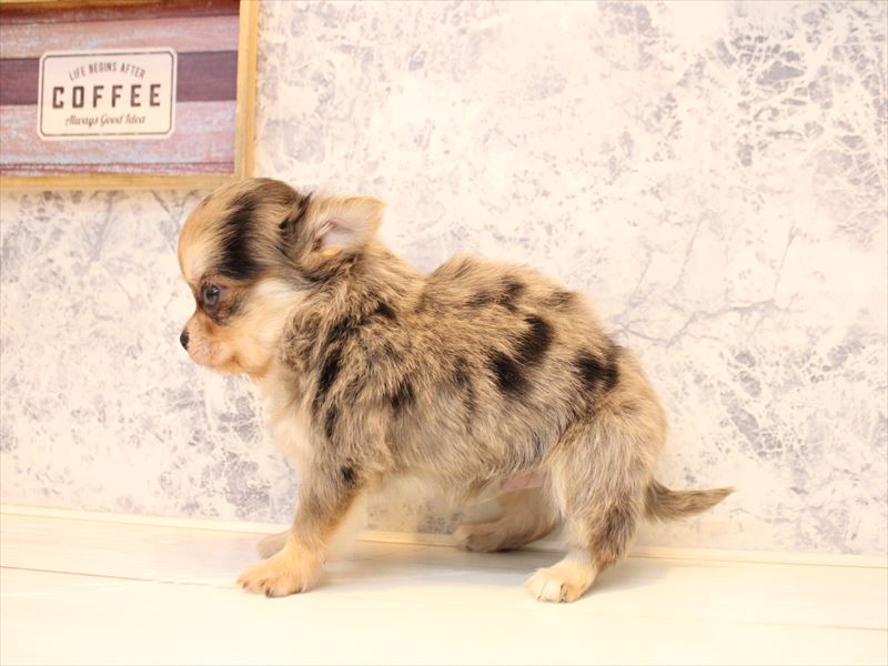 福岡県のチワワ(ロング) (ワンラブ福岡総本店/2025年10月19日生まれ/男の子/ブルーマール)の子犬の3枚目の画像