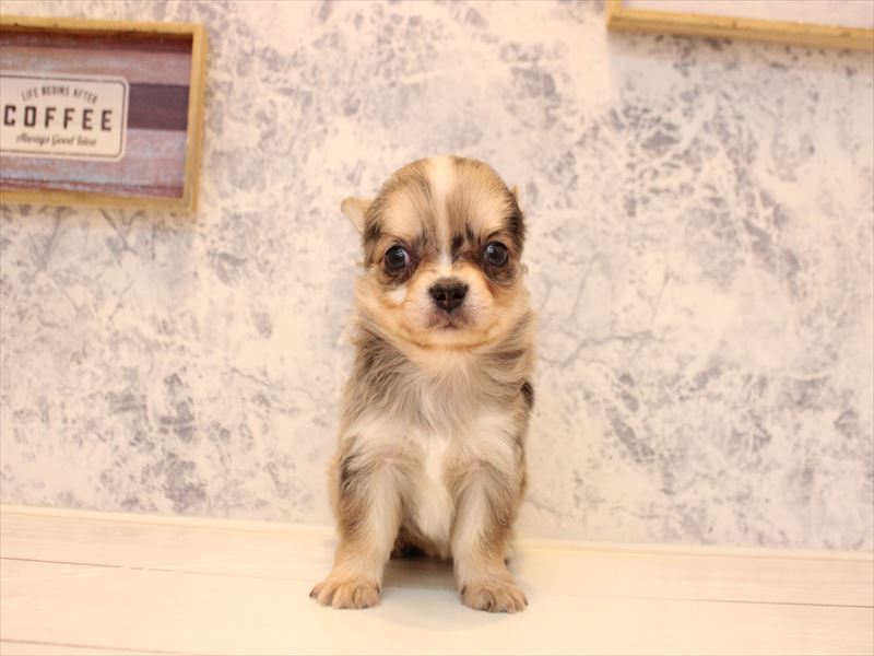 福岡県のチワワ(ロング) (ワンラブ福岡総本店/2025年10月19日生まれ/男の子/ブルーマール)の子犬の2枚目の画像