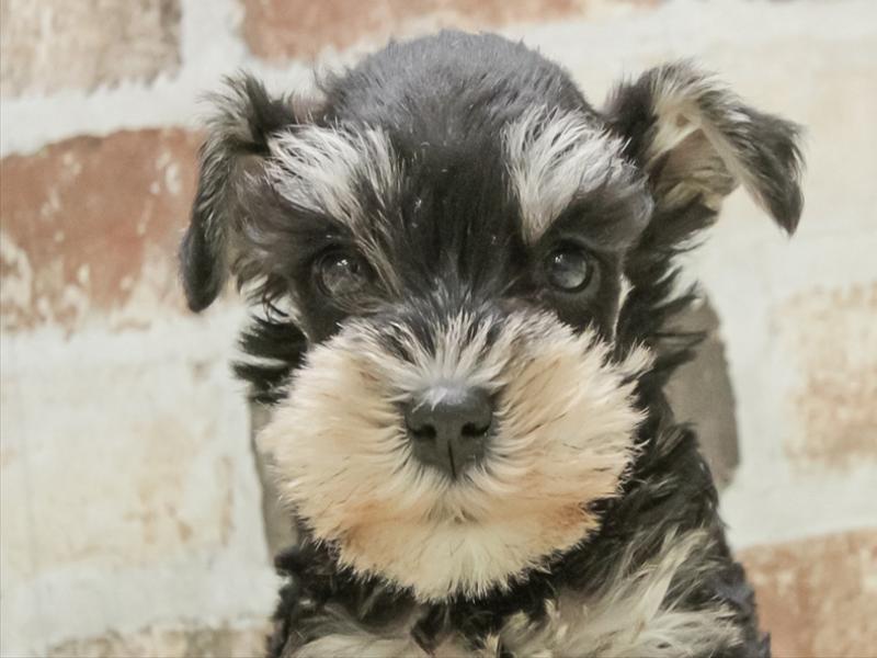 愛知県のミニチュアシュナウザー (ワンラブペッツビレッジ アピタ刈谷店(FC)/2025年10月12日生まれ/女の子/ブラックシルバー)の子犬の1枚目の画像