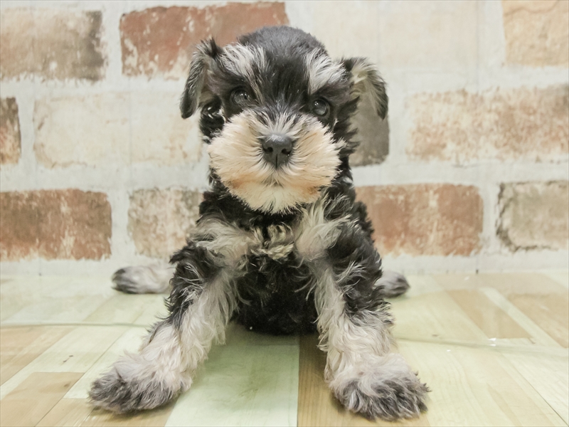 愛知県のミニチュアシュナウザー (ワンラブペッツビレッジ アピタ刈谷店(FC)/2025年10月12日生まれ/女の子/ブラックシルバー)の子犬の3枚目の画像