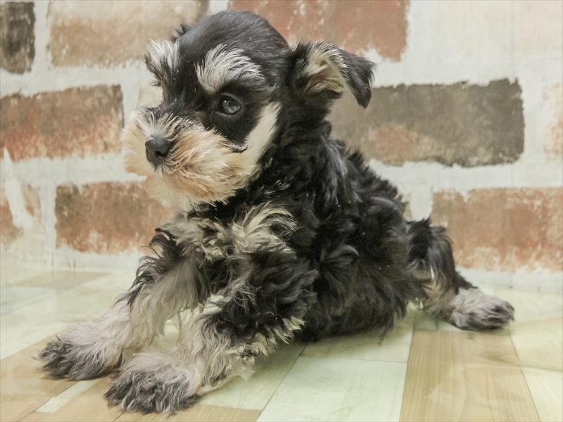 愛知県のミニチュアシュナウザー (ワンラブペッツビレッジ アピタ刈谷店(FC)/2025年10月12日生まれ/女の子/ブラックシルバー)の子犬の2枚目の画像