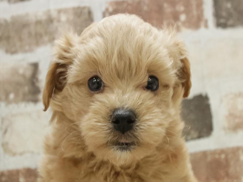 熊本県のマルプー(マルチーズ×プードル) (ワンラブザ・ファクトリーニシムタ合志店/2025年10月18日生まれ/男の子/アプリコット)の子犬