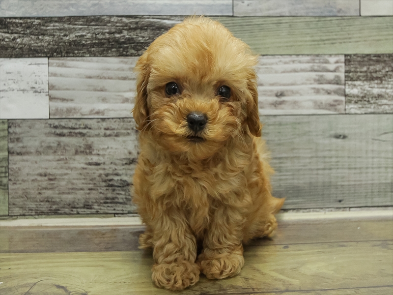 愛知県のマルプー(マルチーズ×プードル) (ワンラブ名古屋守山インター総本店/2025年10月18日生まれ/男の子/アプリコット)の子犬の3枚目の画像