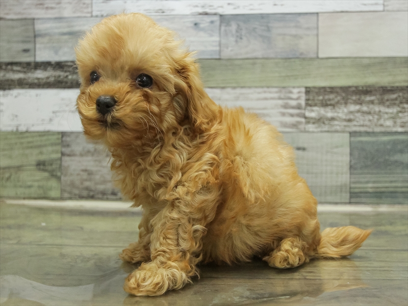 愛知県のマルプー(マルチーズ×プードル) (ワンラブ名古屋守山インター総本店/2025年10月18日生まれ/男の子/アプリコット)の子犬の2枚目の画像