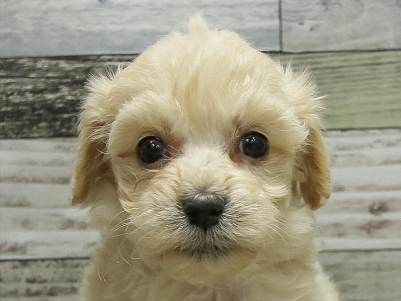 愛知県のマルプー(マルチーズ×プードル) (ワンラブ名古屋守山インター総本店/2025年10月18日生まれ/女の子/クリーム)の子犬の1枚目の画像