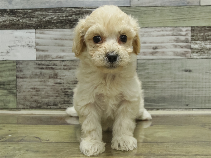 愛知県のマルプー(マルチーズ×プードル) (ワンラブ名古屋守山インター総本店/2025年10月18日生まれ/女の子/クリーム)の子犬の3枚目の画像