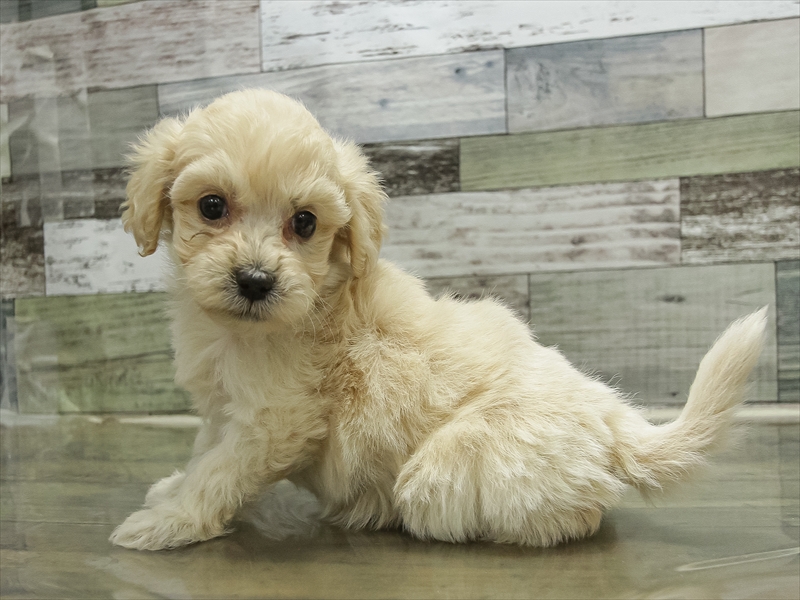 愛知県のマルプー(マルチーズ×プードル) (ワンラブ名古屋守山インター総本店/2025年10月18日生まれ/女の子/クリーム)の子犬の2枚目の画像