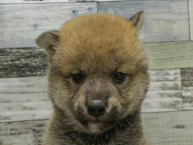 福岡県の豆柴 (ワンラブ福岡総本店/2025年10月17日生まれ/男の子/赤)の子犬の1枚目の画像