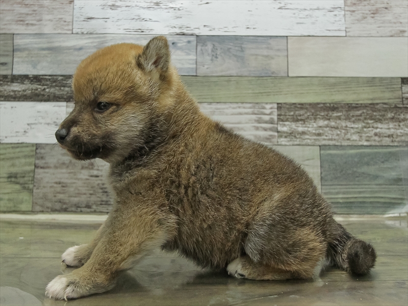 福岡県の豆柴 (ワンラブ福岡総本店/2025年10月17日生まれ/男の子/赤)の子犬の2枚目の画像
