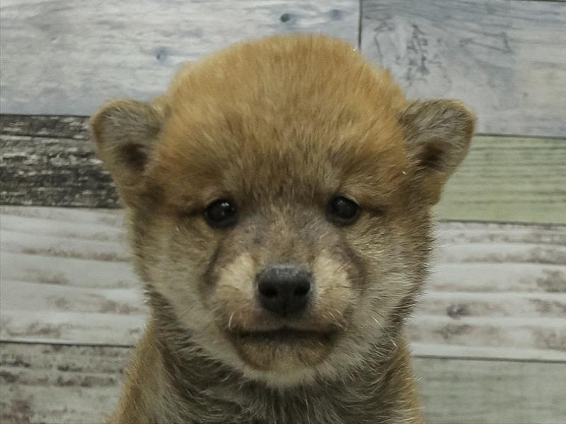 鹿児島県の豆柴 (ワンラブニシムタ与次郎店/2025年10月17日生まれ/男の子/赤)の子犬の1枚目の画像