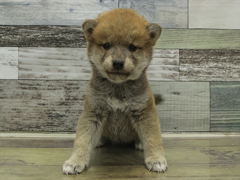 鹿児島県の豆柴 (ワンラブニシムタ与次郎店/2025年10月17日生まれ/男の子/赤)の子犬の3枚目の画像