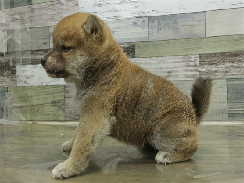 鹿児島県の豆柴 (ワンラブニシムタ与次郎店/2025年10月17日生まれ/男の子/赤)の子犬の2枚目の画像