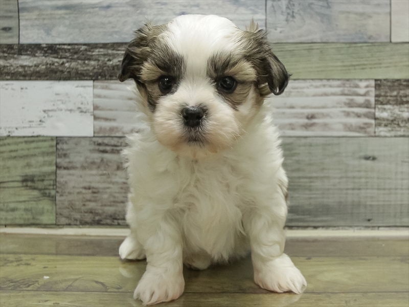 愛知県のマルズー/マルシーズ(マルチーズ×シーズー) (ワンラブ名古屋守山インター総本店/2025年10月16日生まれ/男の子/ホワイトゴールド)の子犬の3枚目の画像