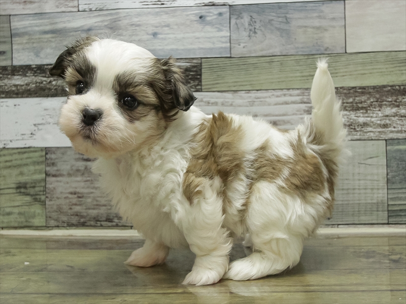 愛知県のマルズー/マルシーズ(マルチーズ×シーズー) (ワンラブ名古屋守山インター総本店/2025年10月16日生まれ/男の子/ホワイトゴールド)の子犬の2枚目の画像