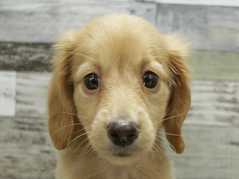 愛知県のミニチュアダックスフンド(ロング) (ワンラブ名古屋守山インター総本店/2025年10月18日生まれ/男の子/ゴールド)の子犬の1枚目の画像