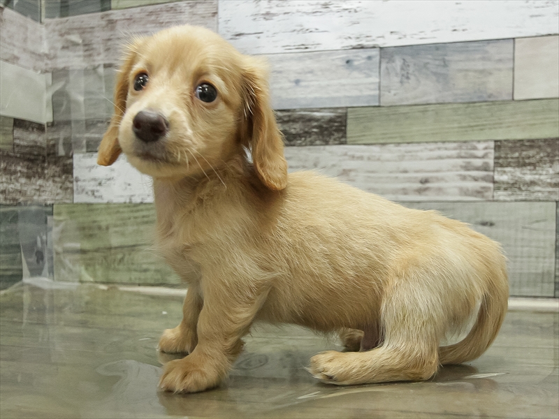 愛知県のミニチュアダックスフンド(ロング) (ワンラブ名古屋守山インター総本店/2025年10月18日生まれ/男の子/ゴールド)の子犬の2枚目の画像