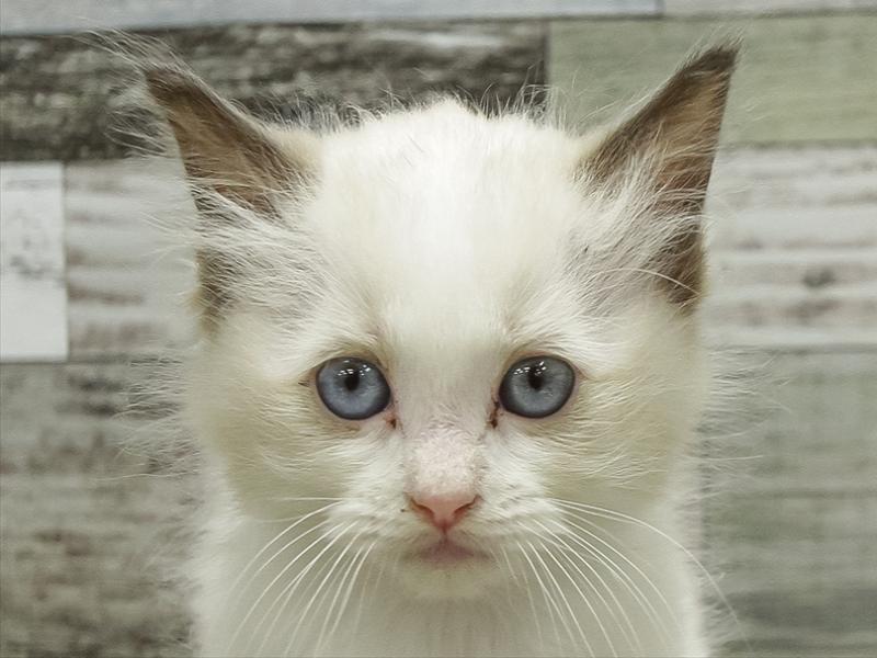 愛知県のラグドール (ワンラブ名古屋守山インター総本店/2025年10月13日生まれ/男の子/シールポイントバイカラー)の子猫の1枚目の画像