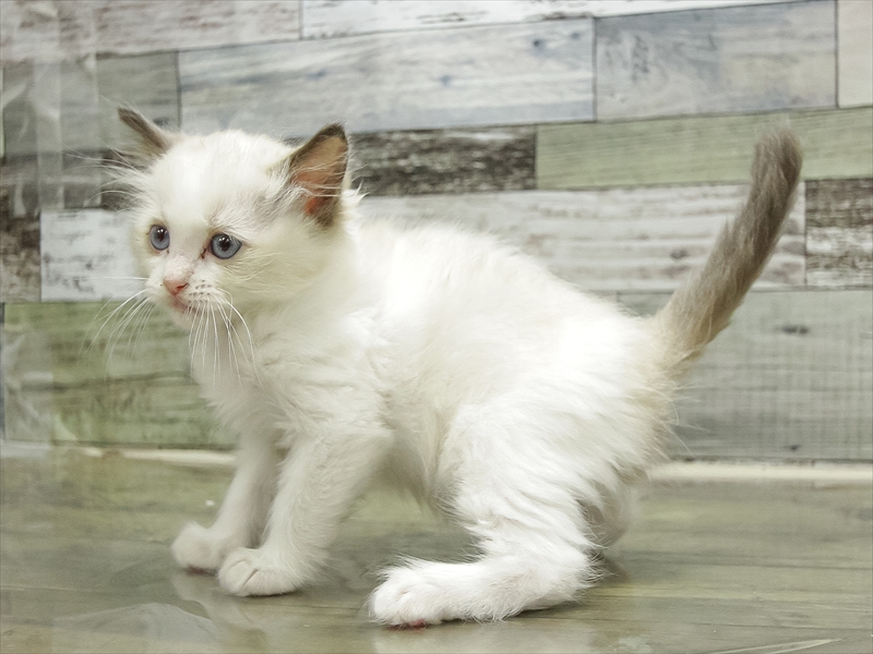 愛知県のラグドール (ワンラブ名古屋守山インター総本店/2025年10月13日生まれ/男の子/シールポイントバイカラー)の子猫の2枚目の画像