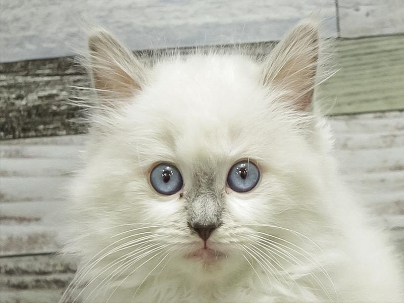 愛知県のラグドール (ワンラブ名古屋守山インター総本店/2025年10月13日生まれ/女の子/ブルーポイントバイカラー)の子猫の1枚目の画像