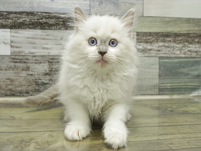 愛知県のラグドール (ワンラブ名古屋守山インター総本店/2025年10月13日生まれ/女の子/ブルーポイントバイカラー)の子猫の3枚目の画像