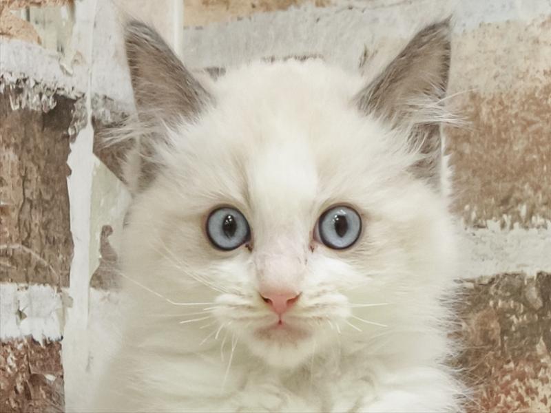 愛知県のラグドール (ワンラブ名古屋守山インター総本店/2025年10月18日生まれ/男の子/ブルーポイントバイカラー)の子猫の1枚目の画像