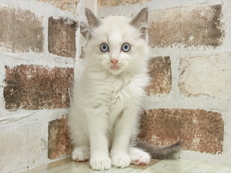 愛知県のラグドール (ワンラブ名古屋守山インター総本店/2025年10月18日生まれ/男の子/ブルーポイントバイカラー)の子猫の3枚目の画像