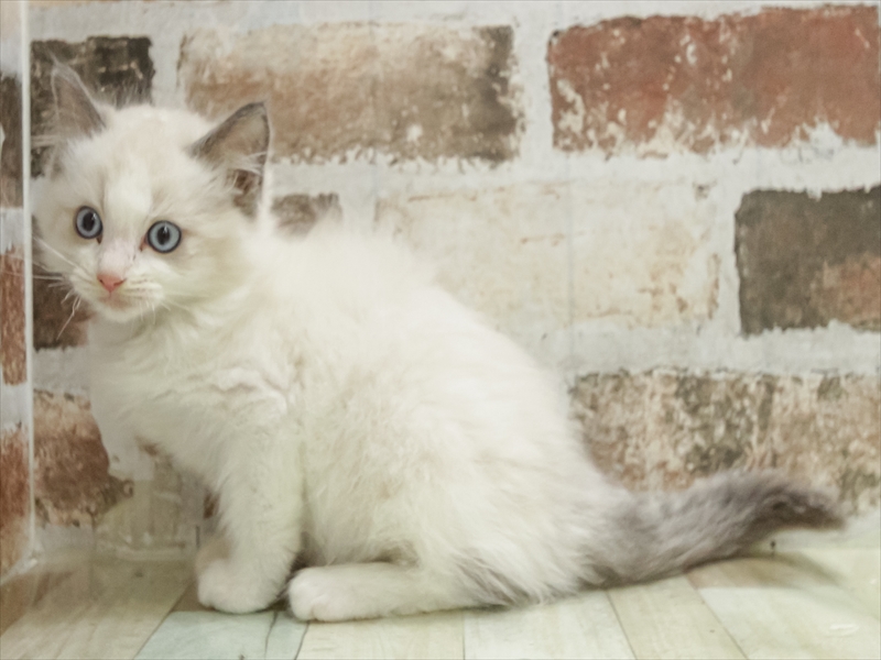 愛知県のラグドール (ワンラブ名古屋守山インター総本店/2025年10月18日生まれ/男の子/ブルーポイントバイカラー)の子猫の2枚目の画像