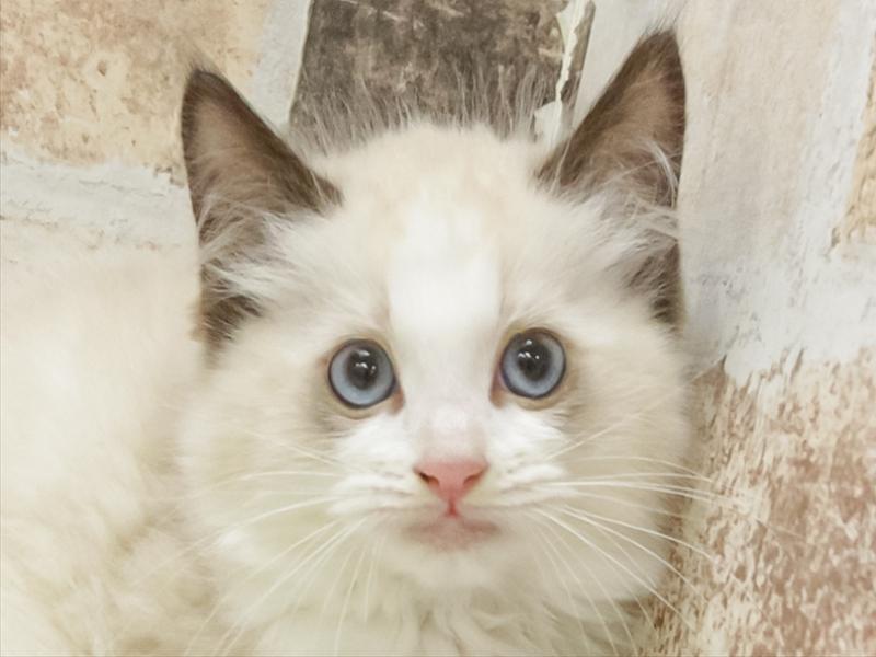 富山県のラグドール (ワンラブ富山ファボーレ店/2025年10月18日生まれ/女の子/シールポイントバイカラー)の子猫の1枚目の画像
