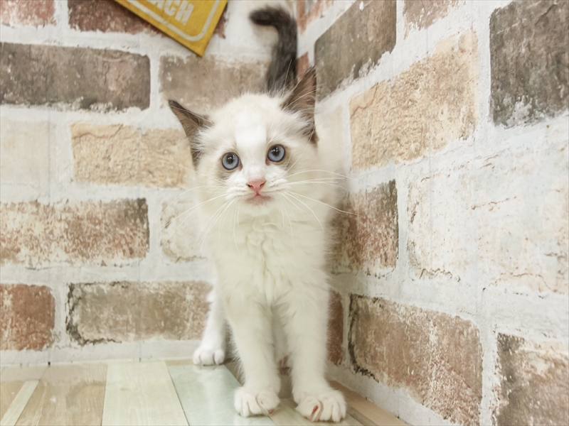 富山県のラグドール (ワンラブ富山ファボーレ店/2025年10月18日生まれ/女の子/シールポイントバイカラー)の子猫の3枚目の画像